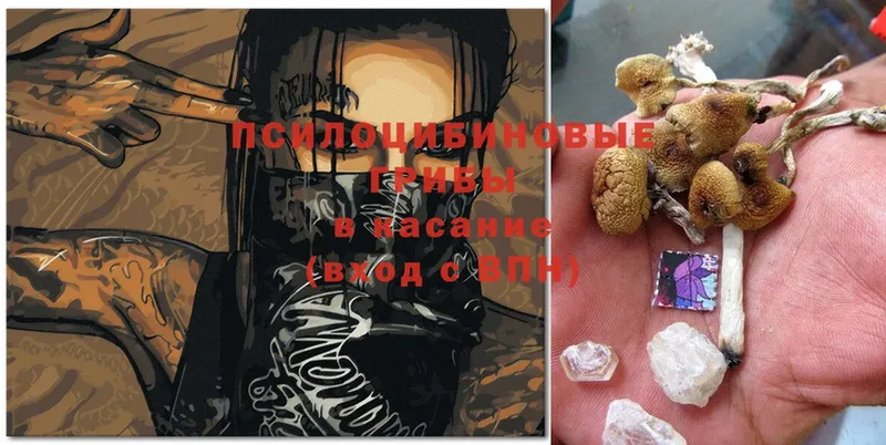 Галлюциногенные грибы Psilocybine cubensis  Каргополь 